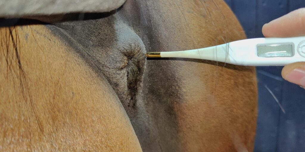 Wat is de normale temperatuur van een paard